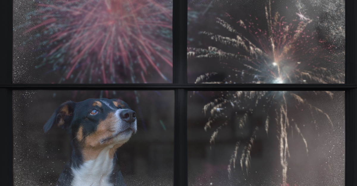 fireworks pet little veterinary